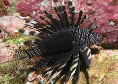Black Volitan Lionfish - Medium