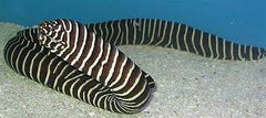 Zebra Moray Eel