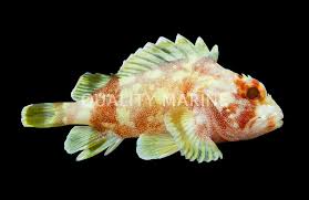 Yellow Spotted Scorpionfish - Tiny