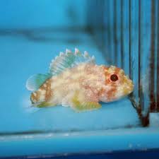 Yellow Spotted Scorpionfish - Tiny