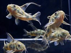 Paleatus Corydoras