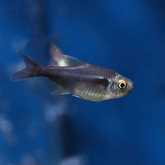 Black Neon Tetra