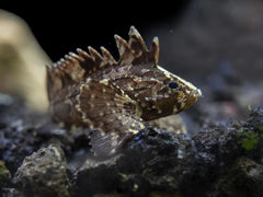 Indian Butterfly Goby