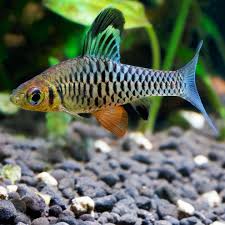 Indian Hifin Barb