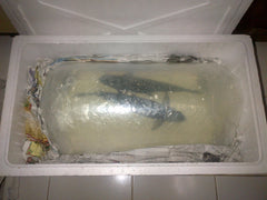 Insulated Overnight Packaging