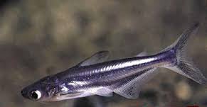 Iridescent Shark Sml