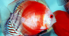 Red Marlboro Discus
