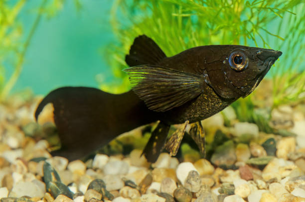 Black Molly