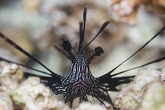 Black Volitan Lionfish - Medium