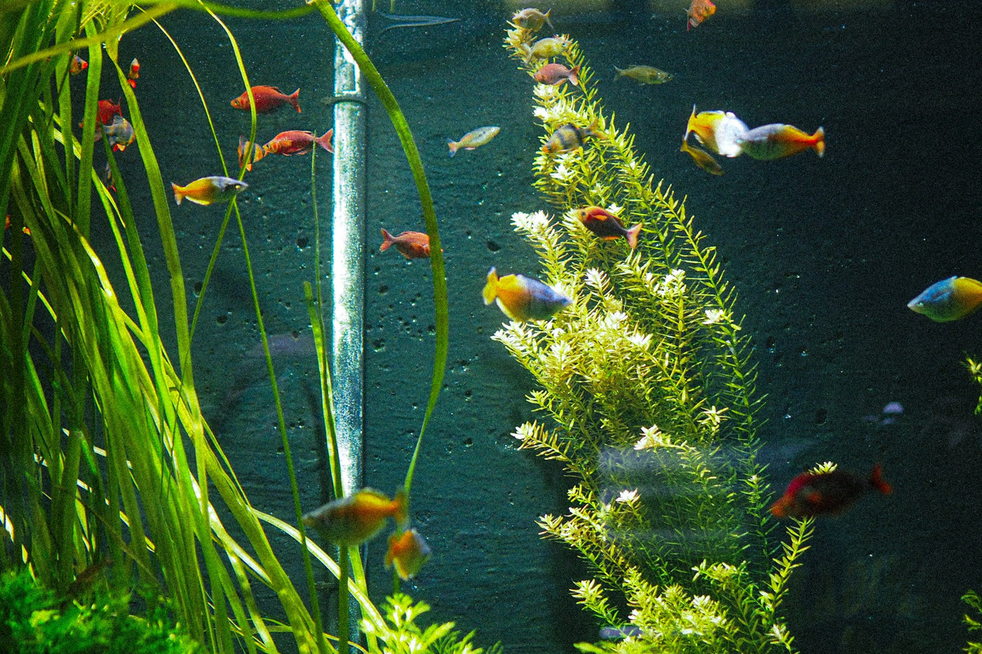 Bacopa Monnieri