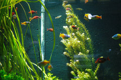 Bacopa Monnieri
