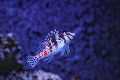 Red Spotted Hawkfish - Medium