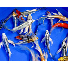 Assorted Koi 3-4"