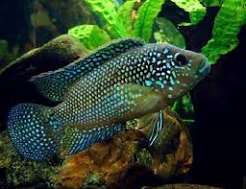 Jack Dempsey Cichlid