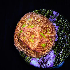 Jack-O-Lantern Leptoseris Coral - Frag