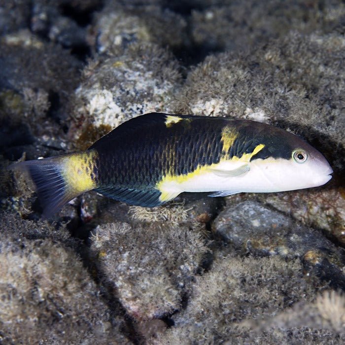 Jansen Wrasse - Medium