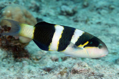 Jansen Wrasse - Medium
