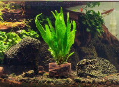 Java Fern Plant