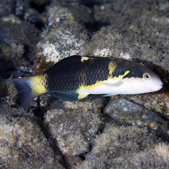Jansen Wrasse - Medium