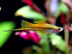 Marigold Wag Swordtail