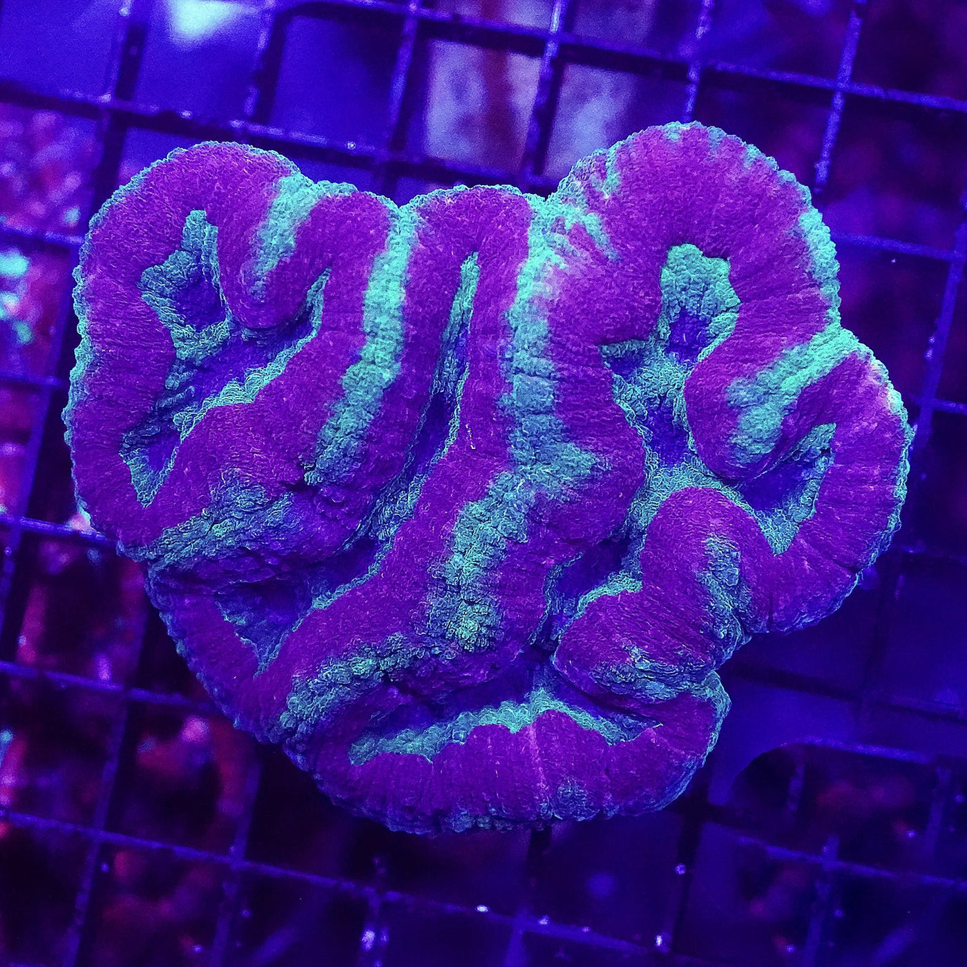 Joker Symphyllia Coral - Medium