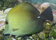 Scopas Tang - Large
