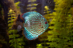 Royal Blue Discus