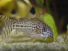 Julii Corydoras Tank Raised