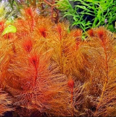 HydrOasis® Red Myrio Submerged Potted
