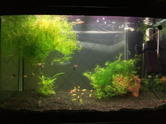 Guppy Grass Plant Portion