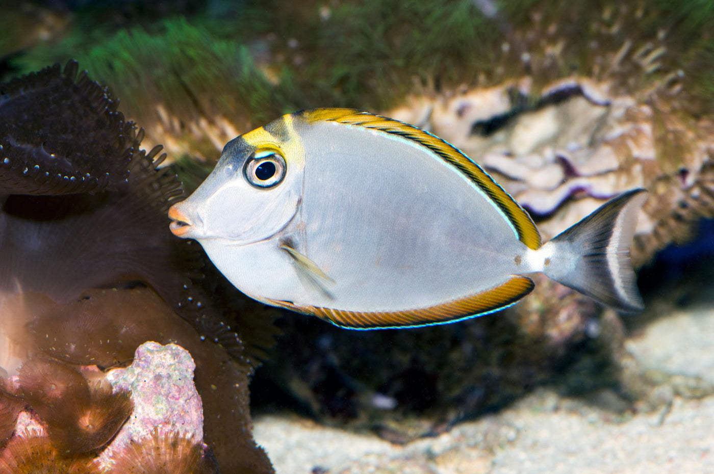 Naso Tang - Small