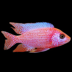 Strawberry Peacock Cichlid