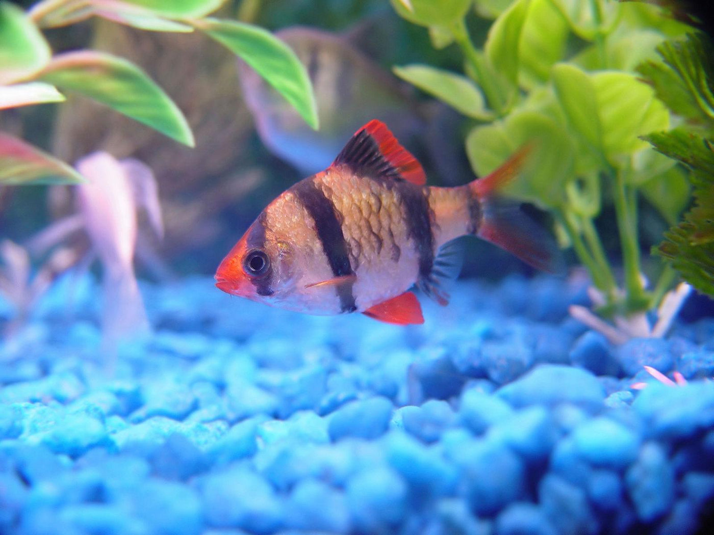 Longfin Tiger Barb