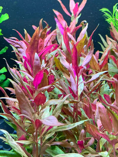 Scarlet Telanthera Plant Bunched