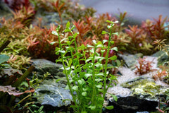 Lemon Bacopa Submerged Potted