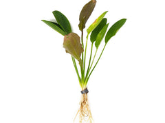 Kleiner Prinz Sword Potted