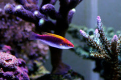 Lubbock's Fairy Wrasse Female - Medium