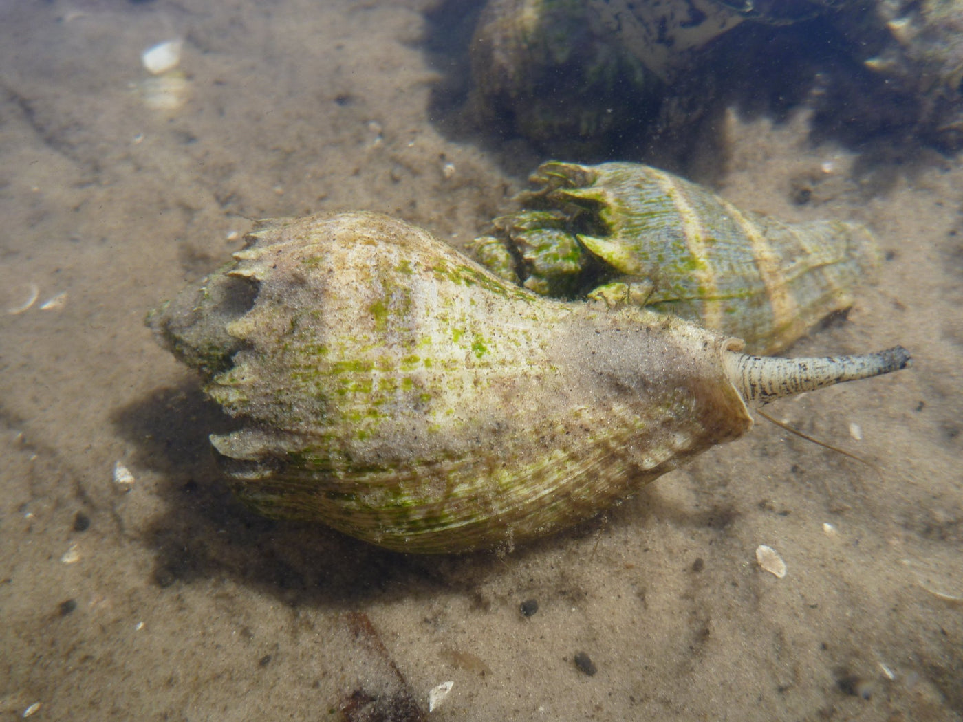 Kings Crown Snail - Small