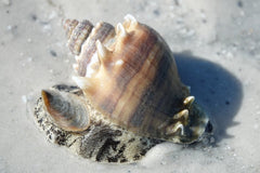 Kings Crown Snail - Small