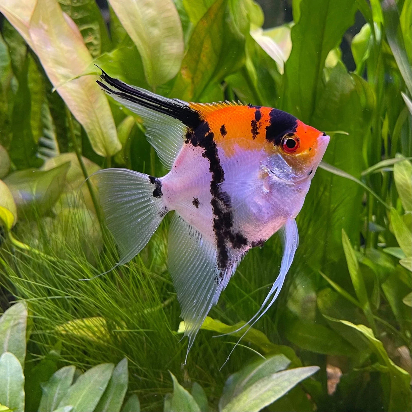 Freshwater Angelfish