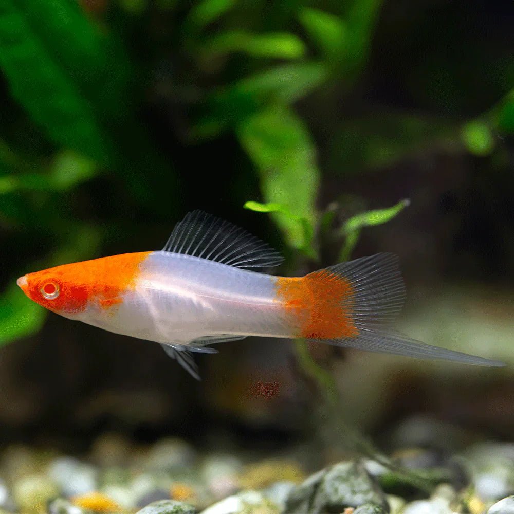 Koi Santa Claus Swordtail