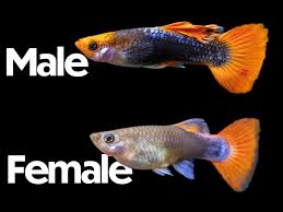 Koi Tuxedo Guppy Male