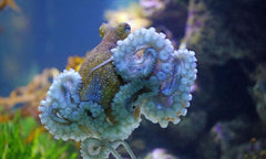 Prickly Octopus