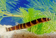 Kuhlii Loach