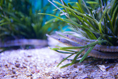 Common Pipefish Atlantic - Medium