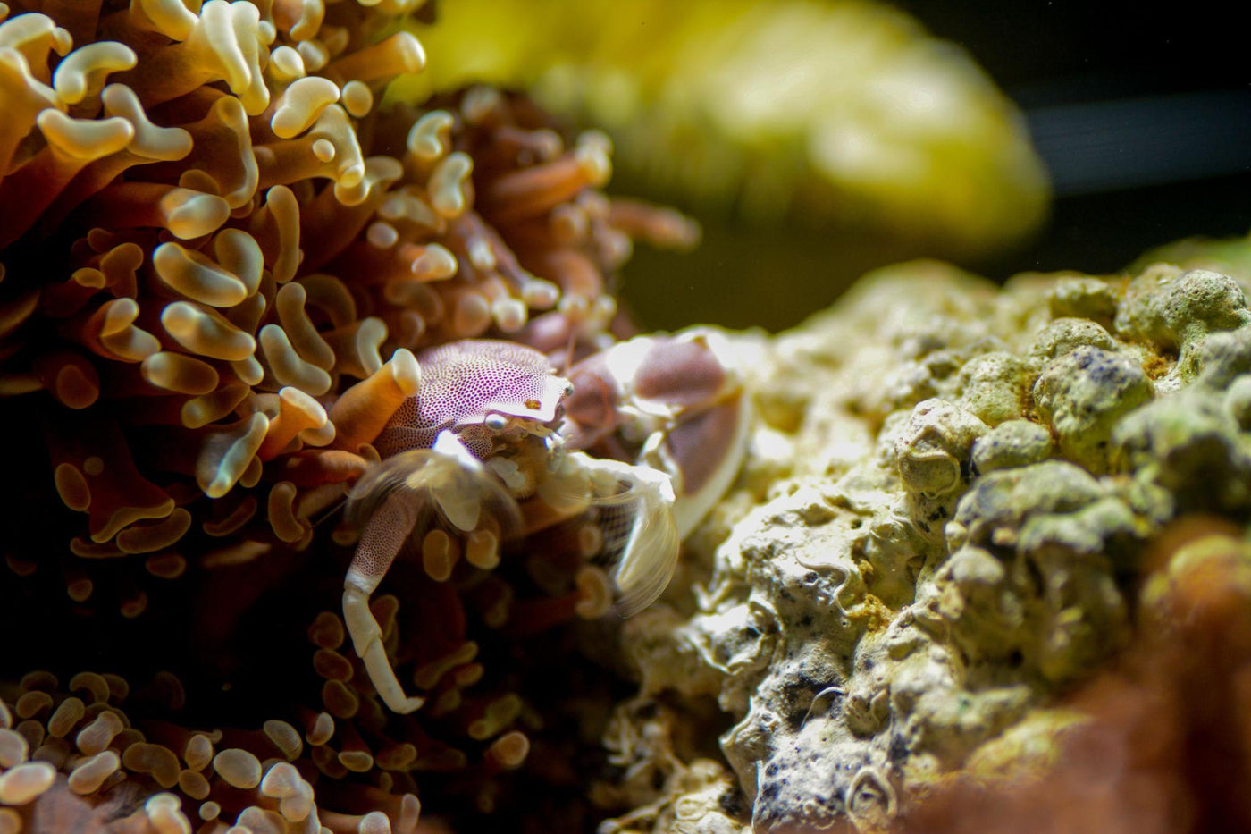 Porcelain Crab - Medium