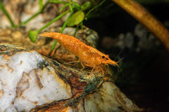 Orange Bee Shrimp
