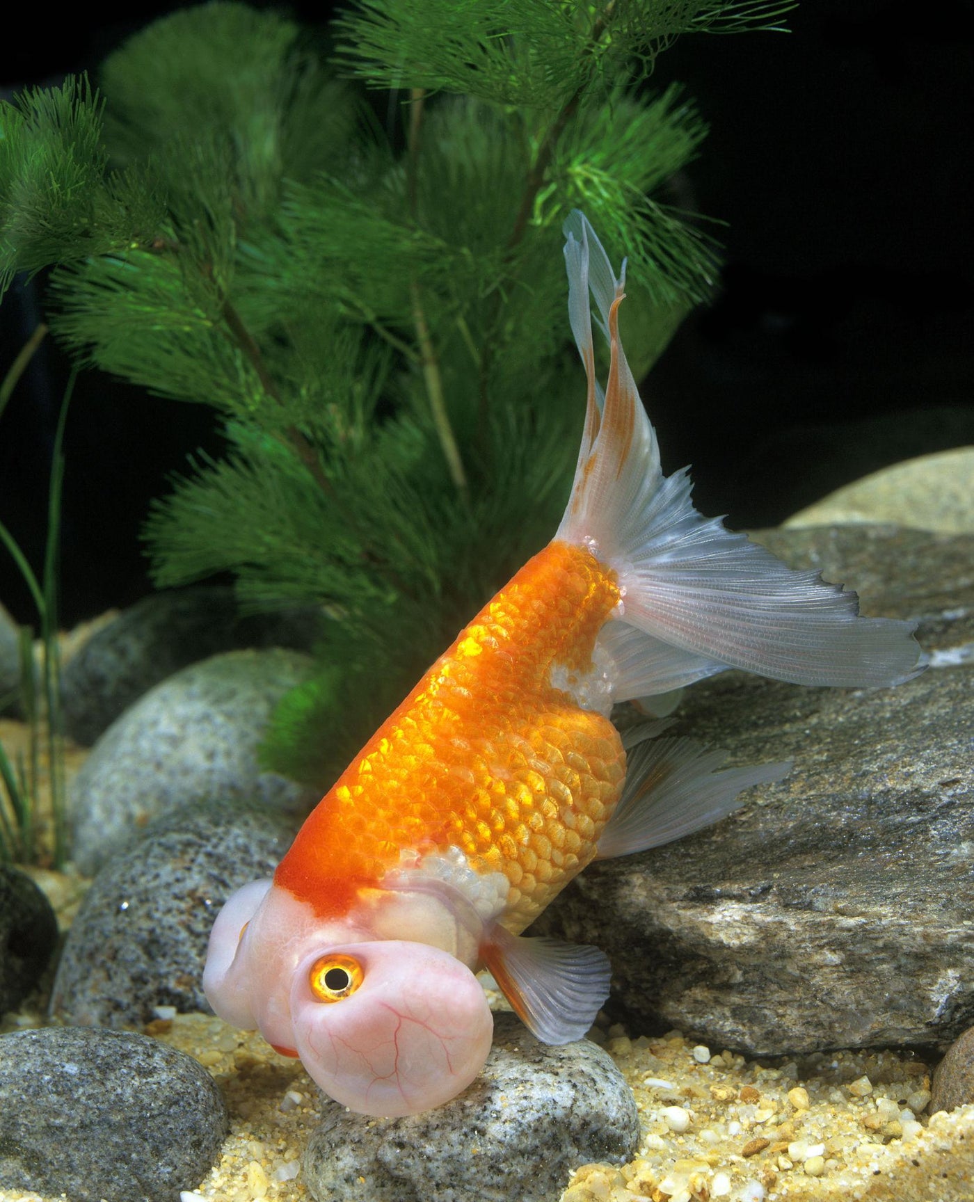 Red Bubble Eye Goldfish