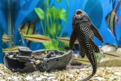 Plecostomus