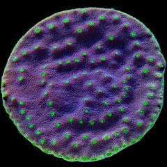 LA Lakers Turbinaria Coral - Frag